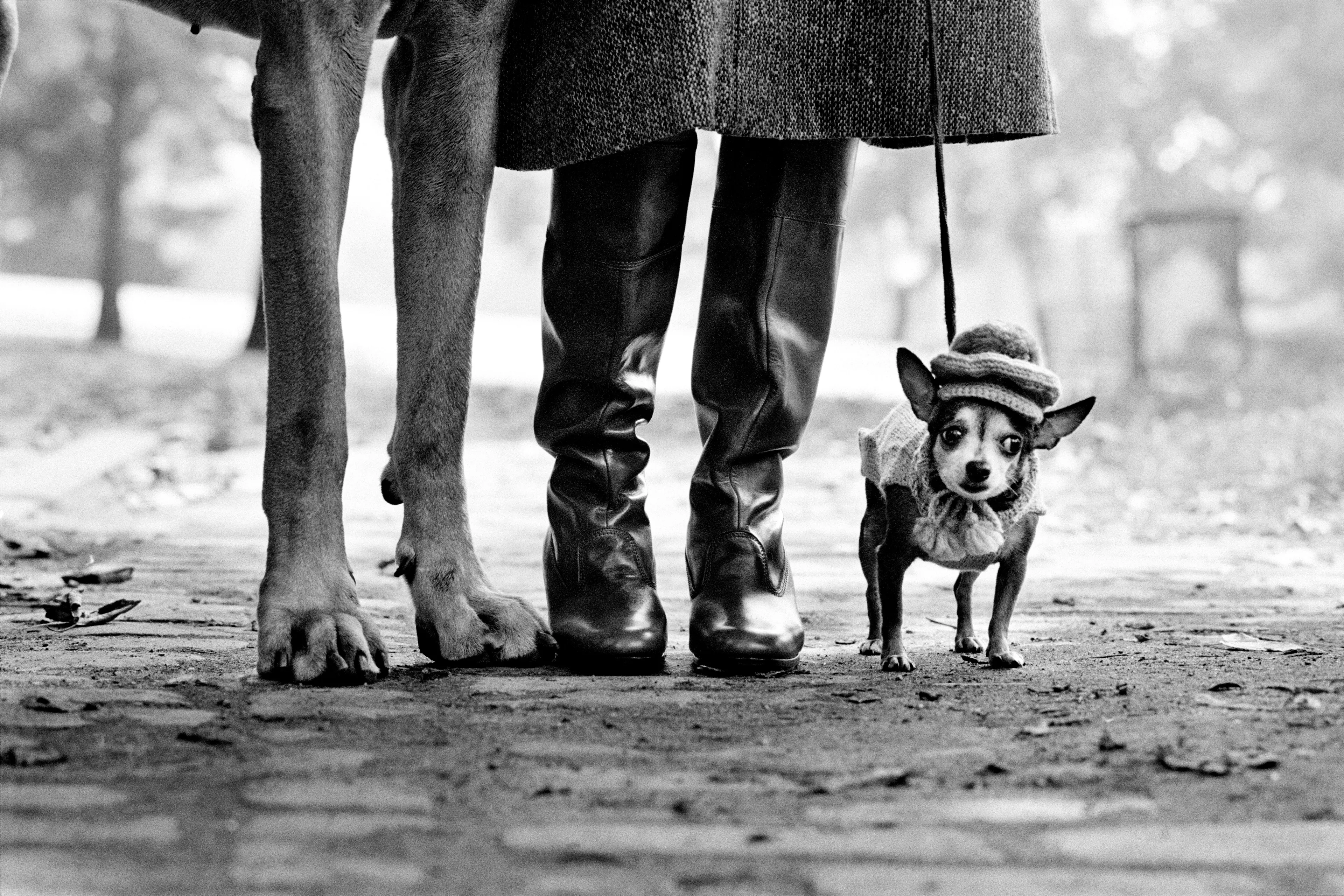 美国，纽约，1974 © 艾略特·厄威特 / 玛格南图片社